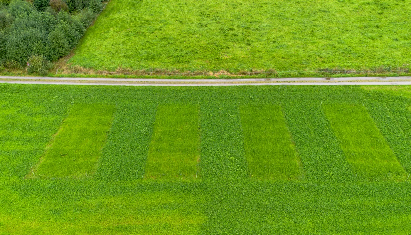 This picture shows some of the test fields that the researchers use to test methods against Broadleaf dock. This is a first-year organic meadow. (Photo: Vegard Botterli)