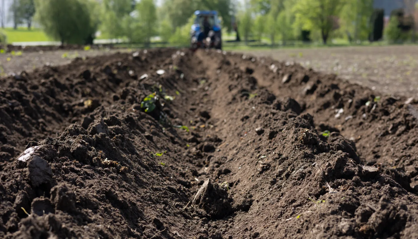 Potet er en av de viktigste matplantene vi har. Hvordan kan vi utnytte denne viktige ressursen enda bedre gjennom sirkulærøkonomi? (Foto: Vegard Botterli)