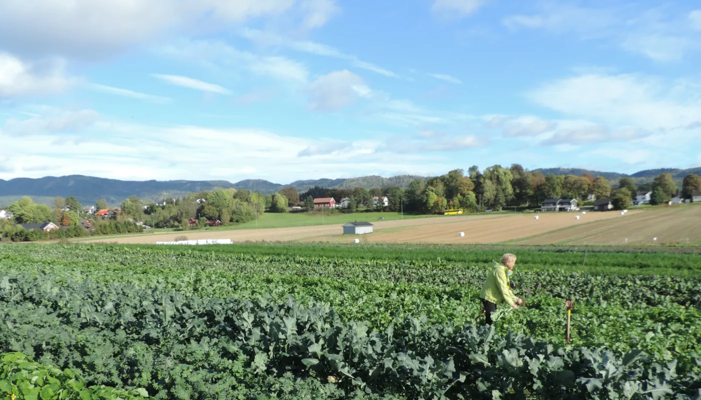 Andelshaver høster grønnsaker. (Foto: Kirsty McKinnon)