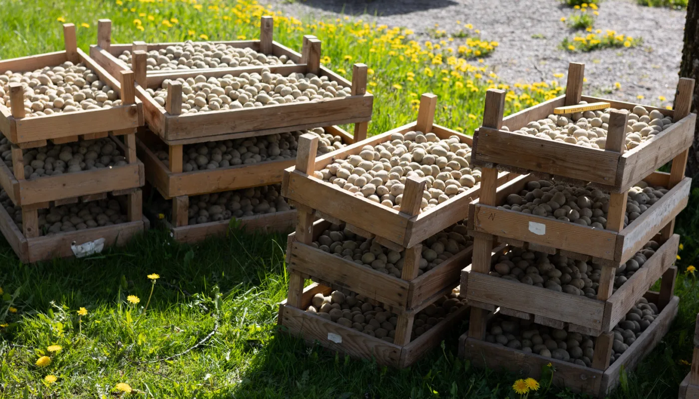 DisCoverCrop Heading We are looking forward to three years of potato field trials at Tingvoll gard. (Photo: Vegard Botterli)