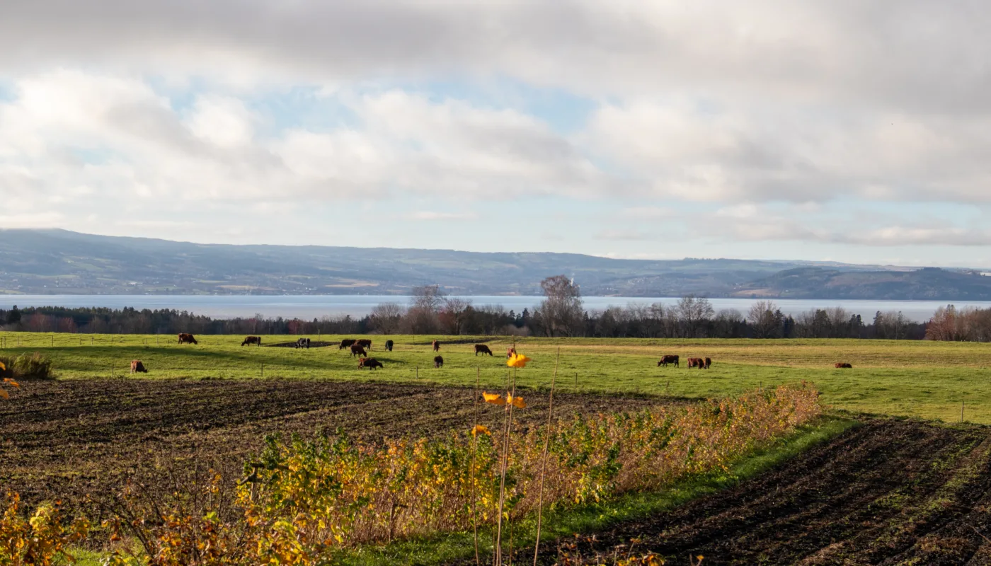 From Uniformity to Diversity: Through farmstudies and networks with farmers, advisors and the county governor, NORSØK will explore possibilities and challenges for increased production-diversity through integration of food crops on grass-livestock farms. (Photo: Anne-Kristin Løes)