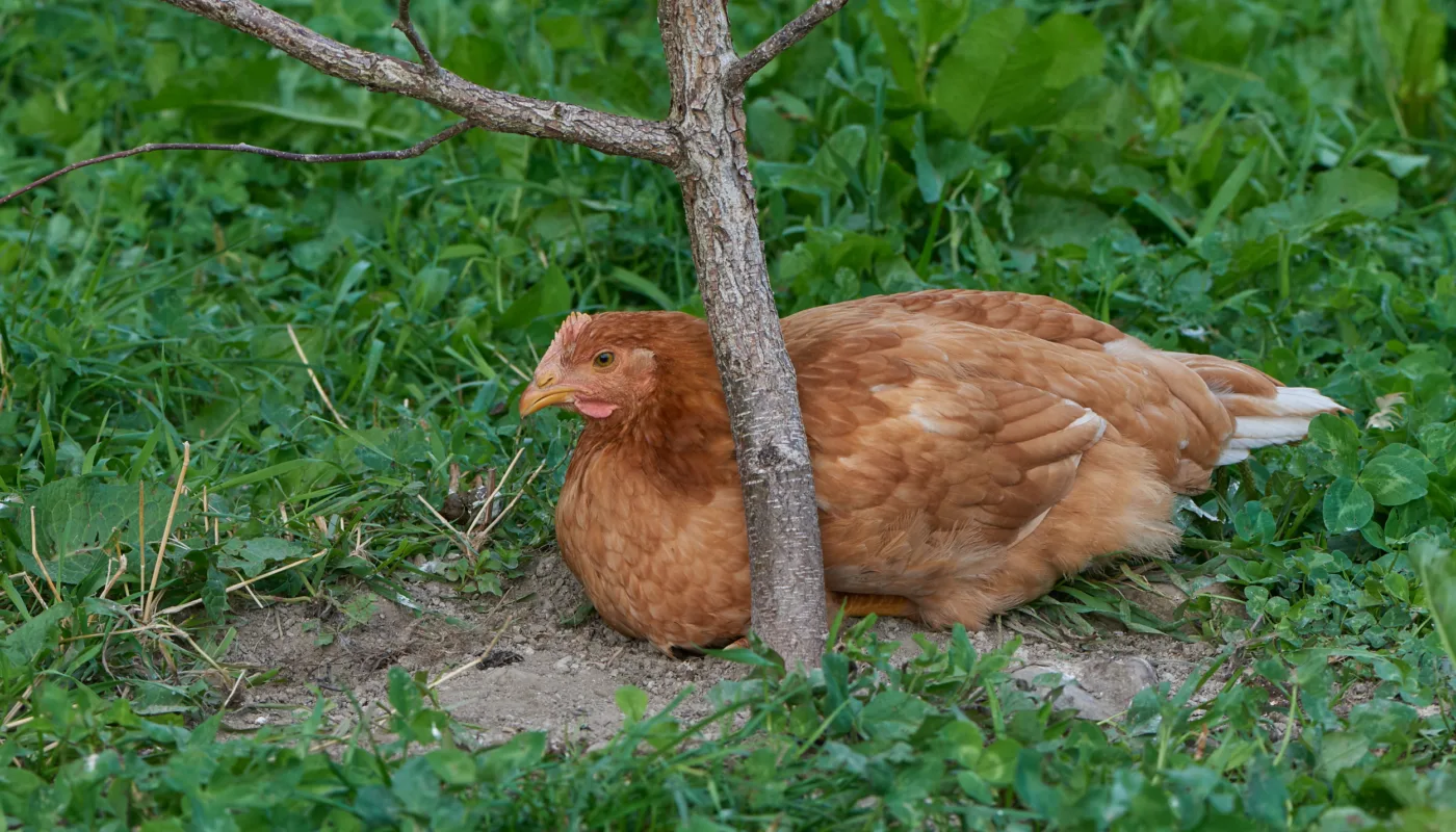 Saktevoksende slaktekylling på uteområde (Foto: Steffen Adler, NIBIO)