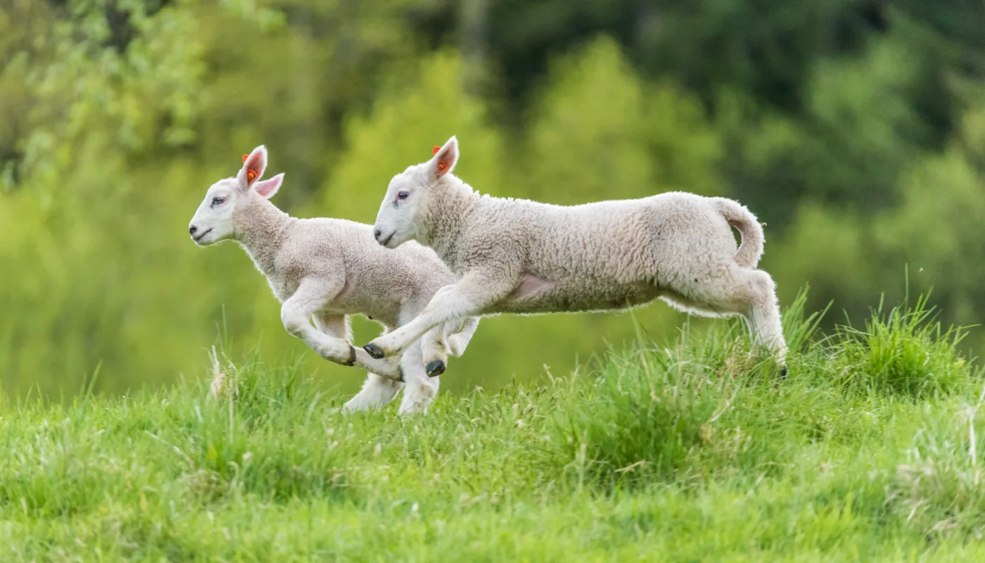 Lam er helt avhengige av råmelk for å bygge et sunt immunforsvar. Nå skal NORSØK måle melka for å finne ut mer om hva kvalitet har å si for lammehelsa.