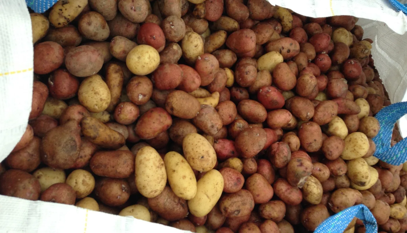 1 Poteter har god fôrverdi men lav økonomisk verdi. (Foto: Steffen Adler)