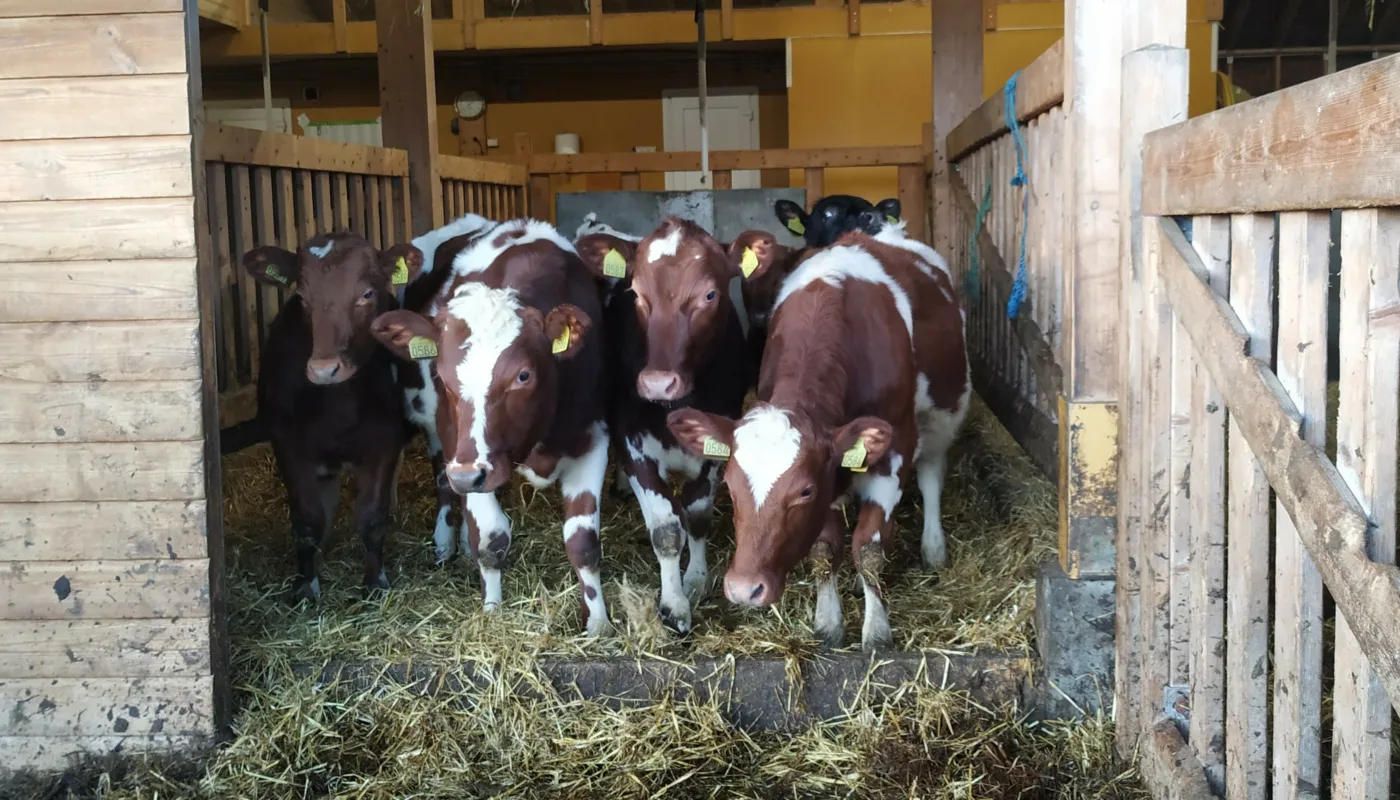Deciduous tree pellets will be tested as bedding for young animals in the barn at Tingvoll farm. (Photo: Rosann Johanssen)