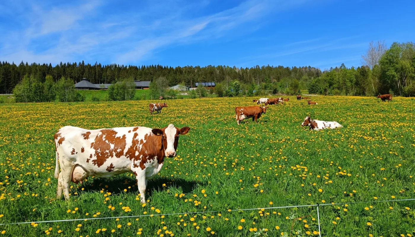 IMG 7931 Prosjektet vil bidra til at flere velger å legge om til økologisk melkeproduksjon. (Foto: Rosann E. Johanssen)