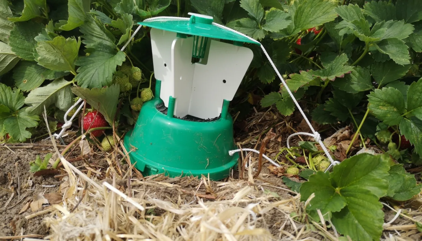 Ny giv heading Funnel traps for catching strawberry weevils. (Photo: Atle Wibe)