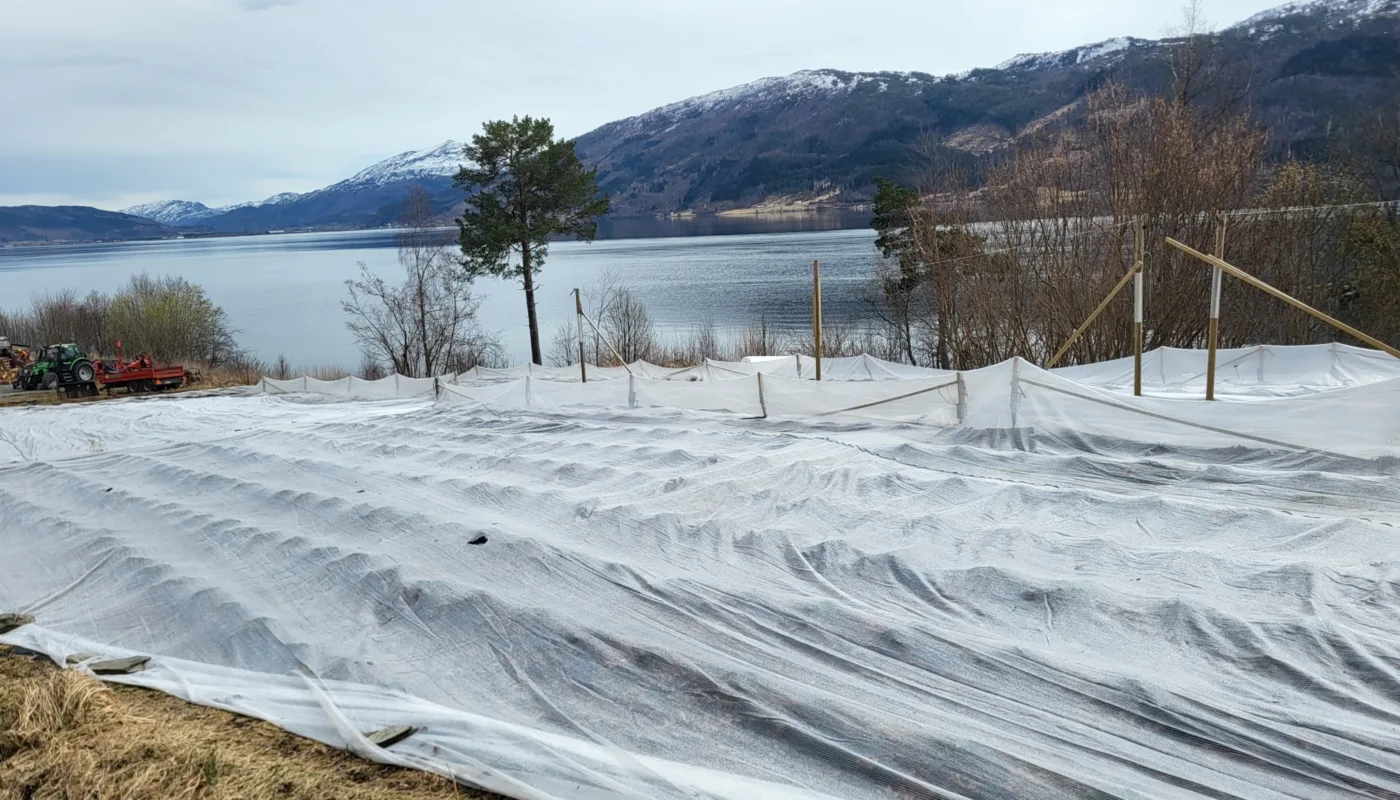 Jordbærfelt vinterdekket med akrylduk. Her vil det bli montert et fleksibelt teltsystem som skal beskytte bæra mot regn og gi sollys når det er oppholdsvær. (Foto: Atle Wibe)