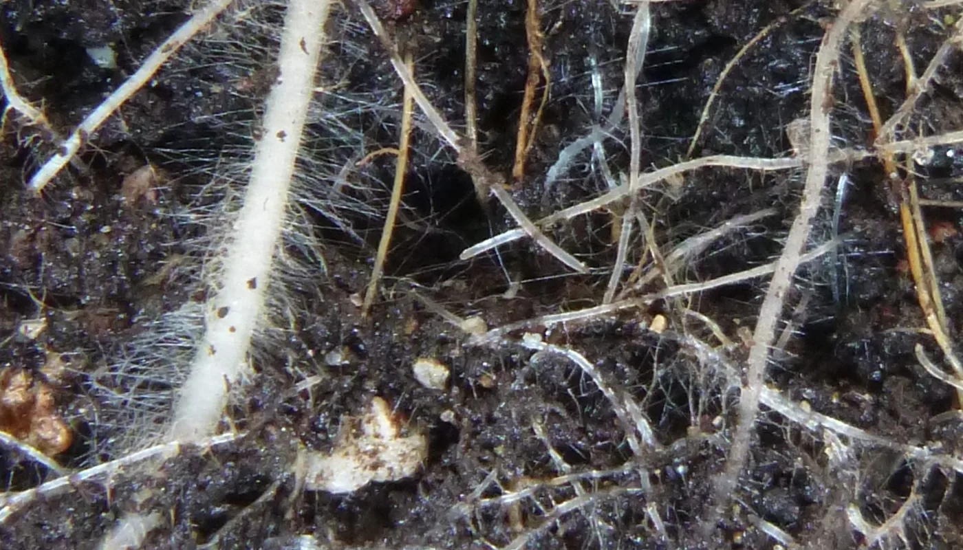 Røtter I Potter Sådd 1 Mars Bilde 24 Mai 2016 14