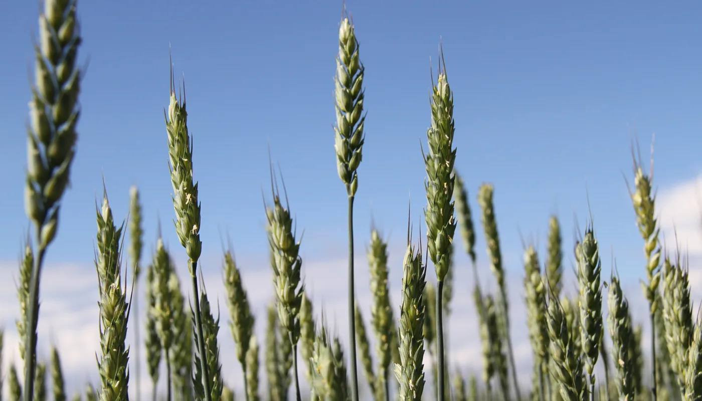 Img 8328 Korn Foto E P Hedegart