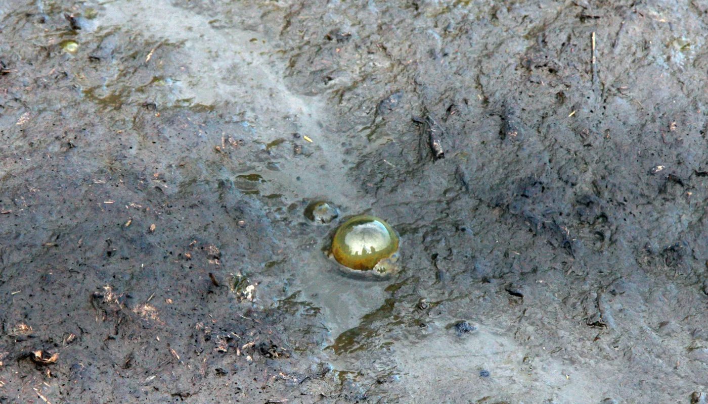 Det fins lite kunnskap om innhold av veterinærmedisin i norsk husdyrgjødsel. (Foto: Anita Land)