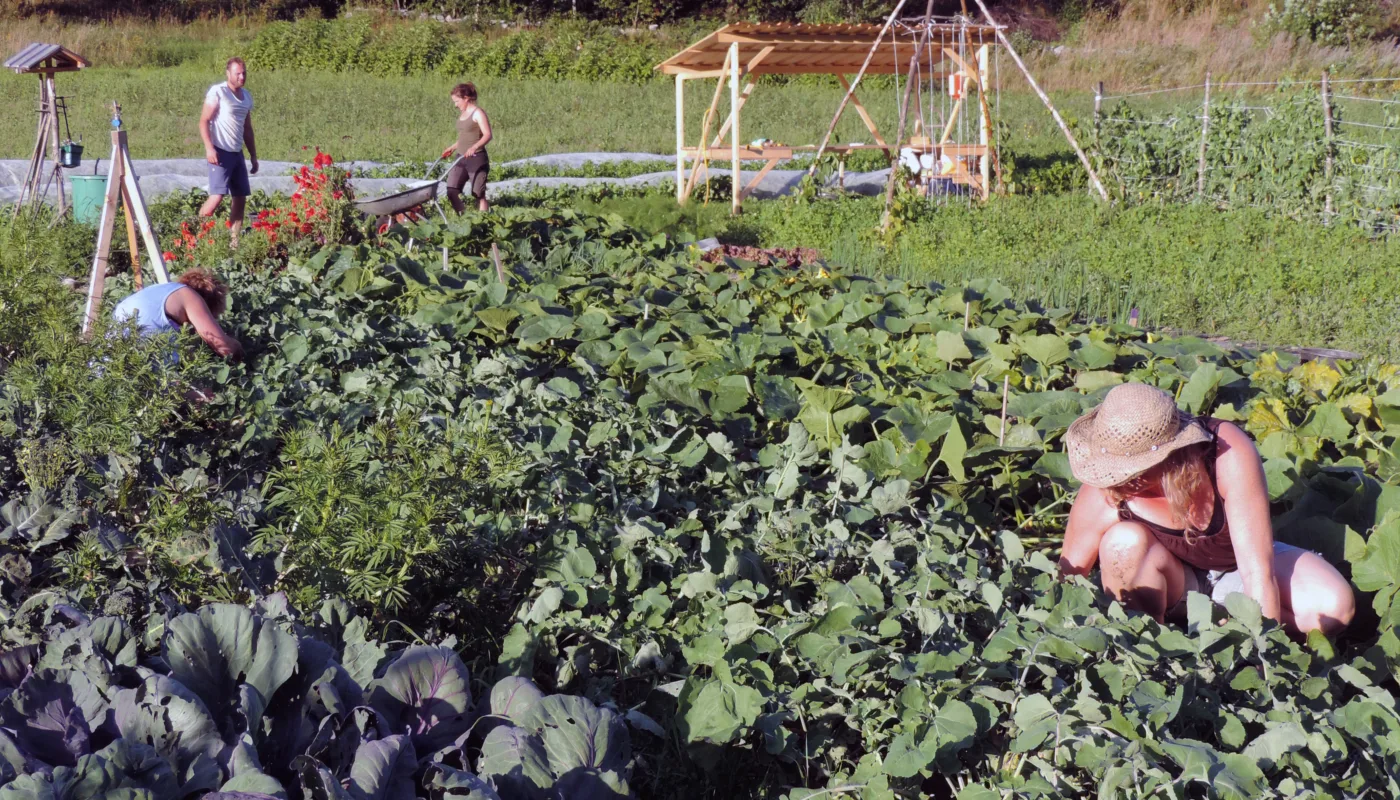 Furugrenda Andelslandbruk Foto Kirsty Mc Kinnon (Photo: Kirsty McKinnon)