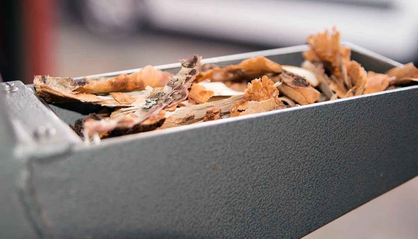 Bark inneheld tanninar (garvestoff). Er det mulig å utnytte dette som middel mot mage- og tarmparasittar hos drøvtyggarar? (Foto: Olaf Østbø. NIBIO)