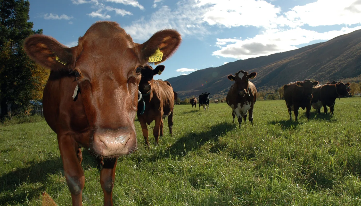 Det er store variasjoner mellom både økologiske og konvensjonelle gårdsbruk. (Foto: Jon Schärer)