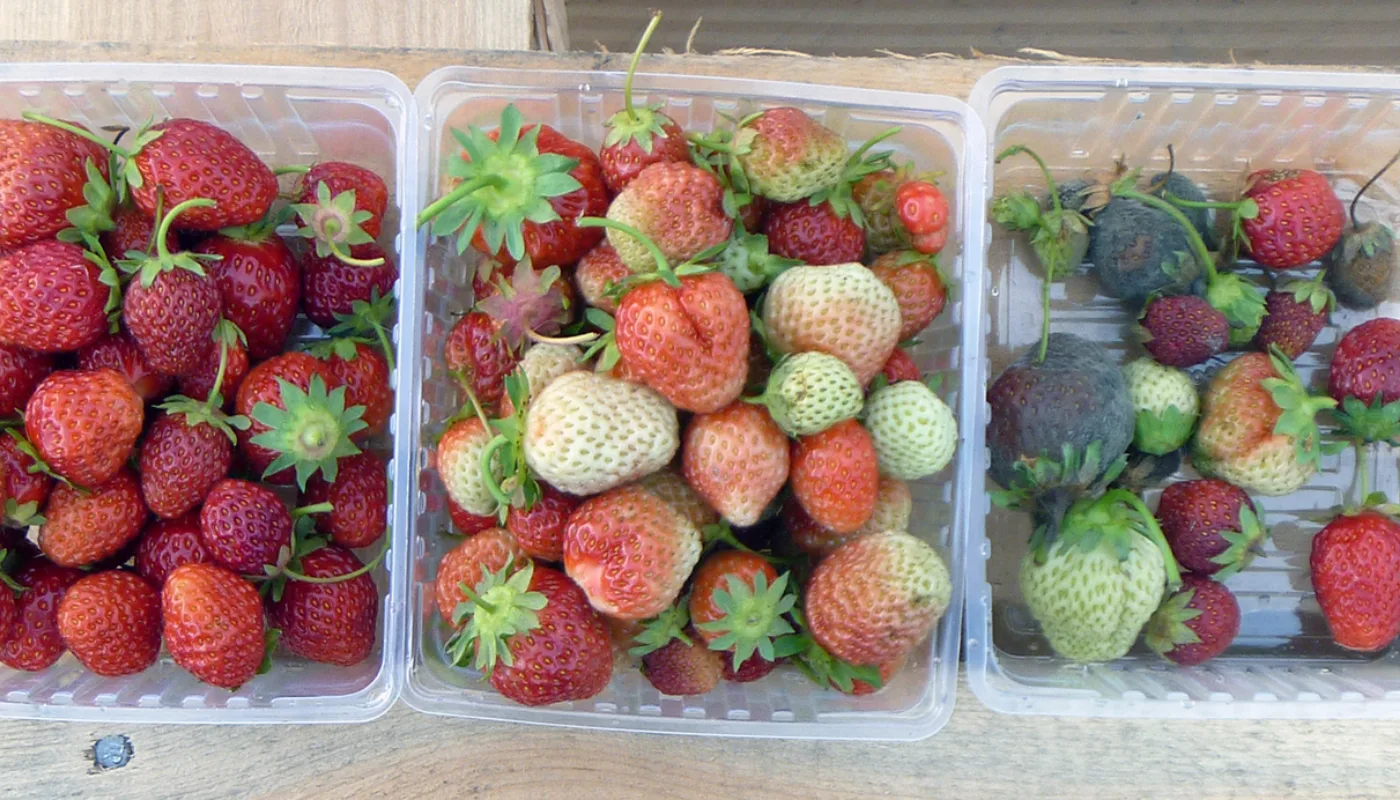 Ozonholdig vann brukes som plantevern av vinranker mot soppsykdommer i USA og utprøves flere steder i Europa. Imidlertid har ingen tidligere prøvd dette tiltaket som plantevern for jordbær. (Foto: Atle Wibe)