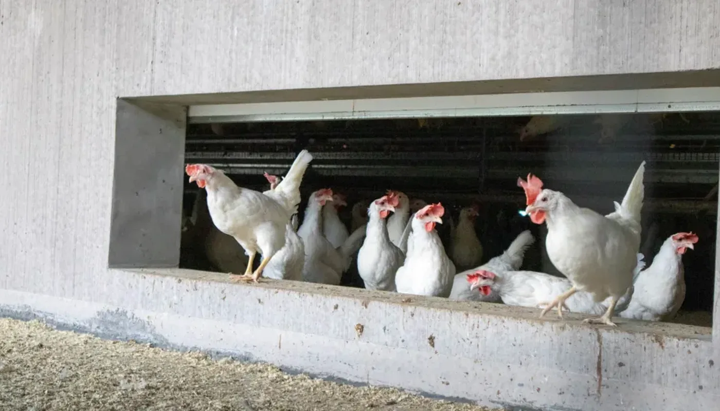 Hoenene har utganger fra hoensehuset hvor de foerst kommer ut paa en veranda 2 Hoenene har utganger fra hoensehuset hvor de foerst kommer ut paa en veranda 2