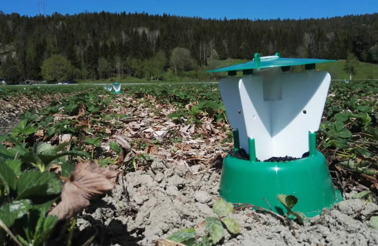 Jordbærskade - Utprøving av ny kunnskap innen plantevern av jordbær, utvikling av metode og informasjon om tiltak for integrert plantevern