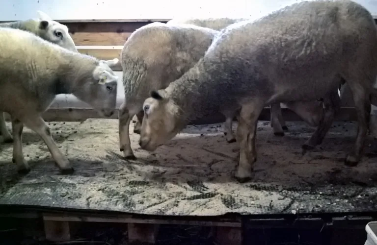 Tett liggeareal til sau – praktiske løysingar