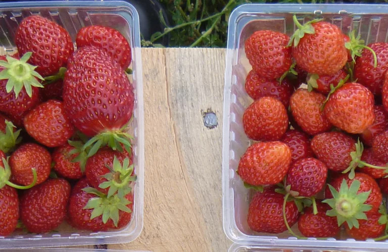 Slik kan vi beskytte de gode, norske jordbærene