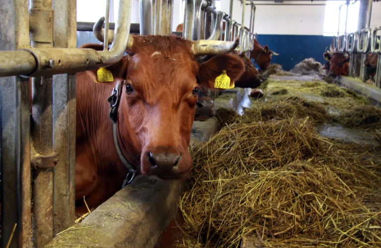 Seminarer om melkesyre-fermentering av husdyrgjødsel 28. og 29. august i Oslo og Klepp
