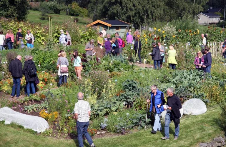 Kjøkkenhagedagen 25. august 2019