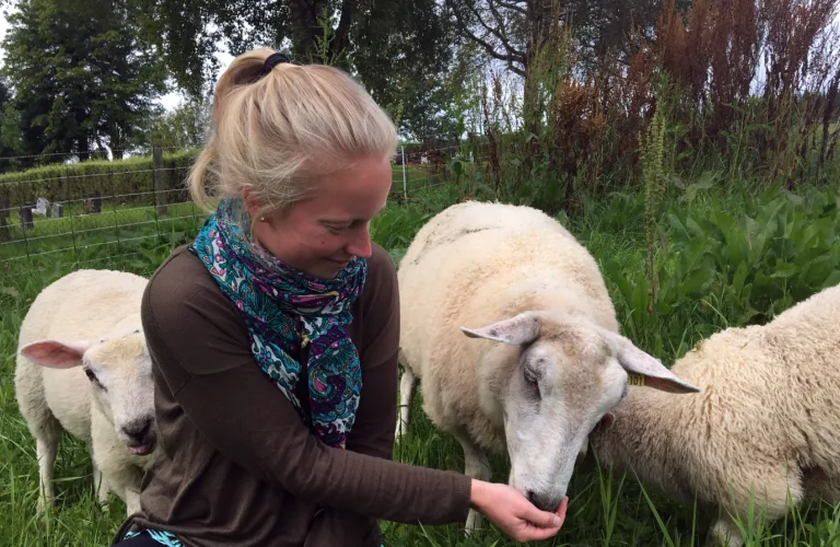 Tett liggeareal til økologisk sau