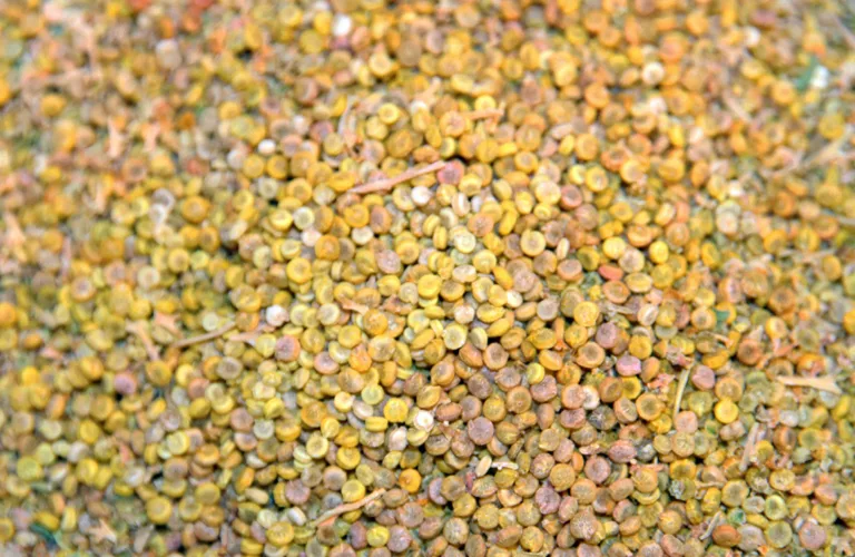 Sustainable Quinoa Production in Norway