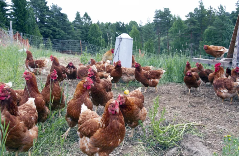 Slik kan vi finne ut om høner og sau er stresset