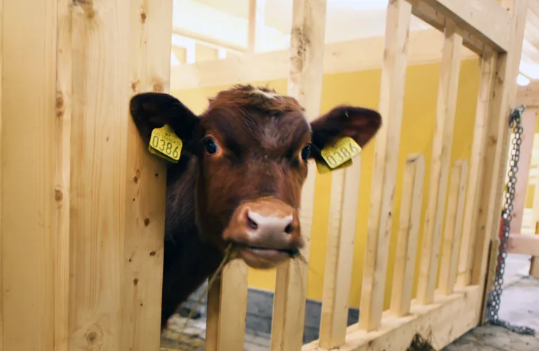 Tingvoll gard – energieffektiv gardsdrift