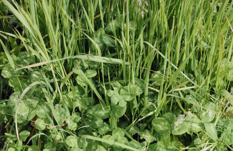 Dyrkingsinfo kløver