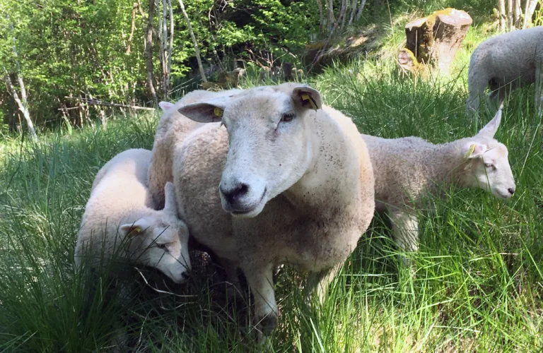 Bark som fôrtilsetningsmiddel