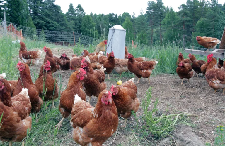 Velferdsprotokoller for husdyr (AssureWel)