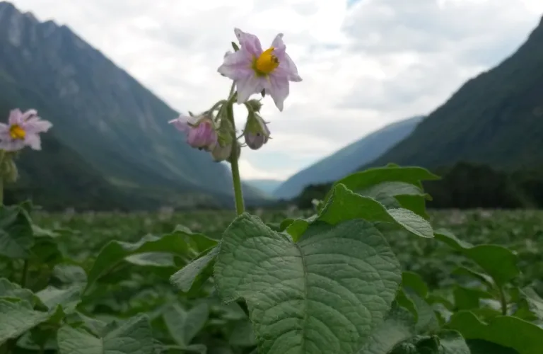 Organic potatoes in Mid-Norway – the potential of early cultivars and good agronomy (POTETGIV)