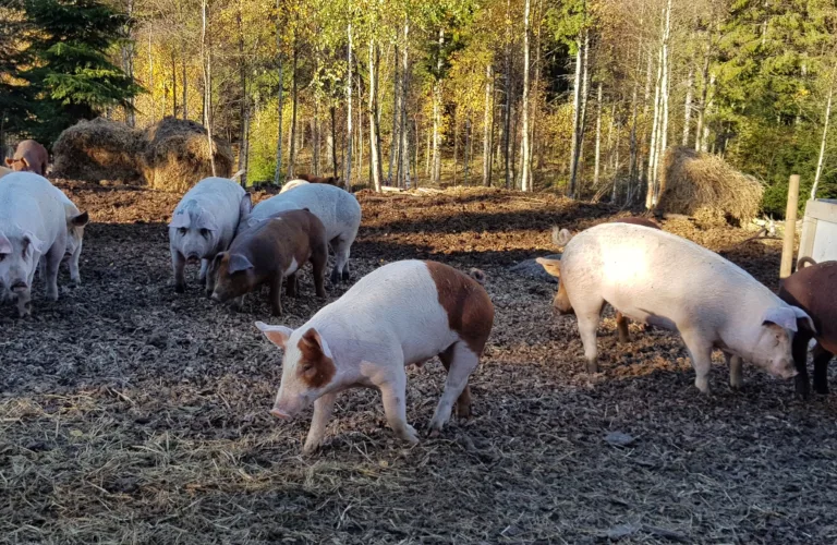 Organic animal material