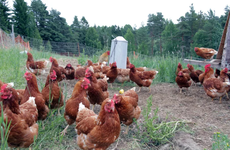 Vil reglene for økologisk fjørfeproduksjon bli endret?