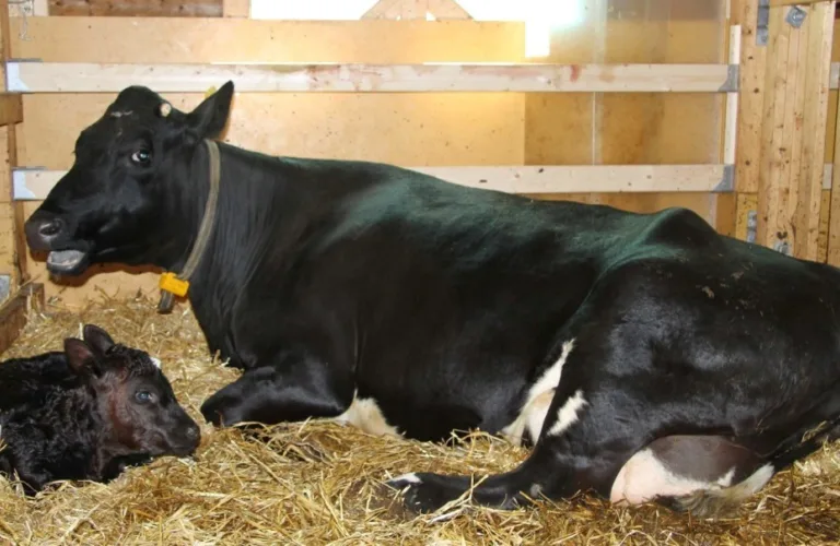 Separation of cow and calf