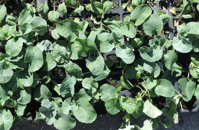 Peat free transplant media