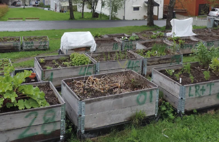 Dyrk og spis på bærekraftig vis