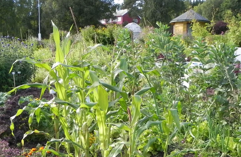 Småskala økologisk dyrking - foredragsserie på nett 2019