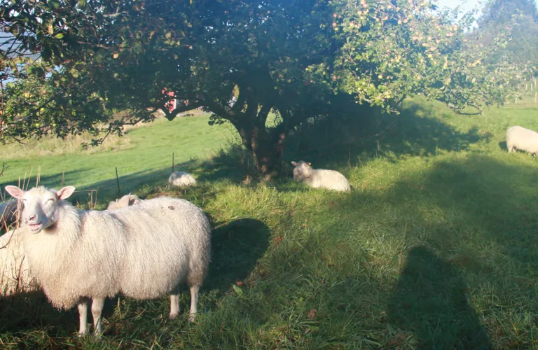 Preventing Photosensitisation in Sheep (Pre-project)