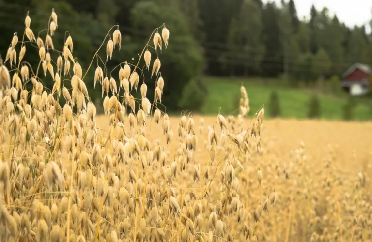 Lokal verdikjede matkorn