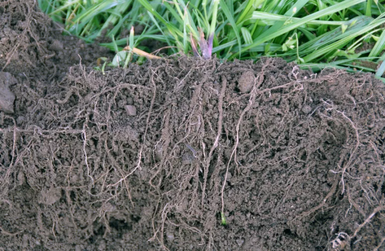 Jordkarbon i økologisk landbruk