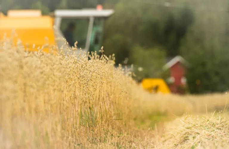 Velkommen til markdag om matkorn