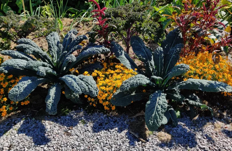 Gratis minikurs: Økologisk kjøkkenhage