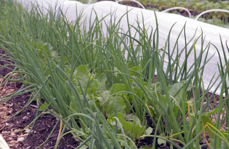 Klimasmart og økologisk