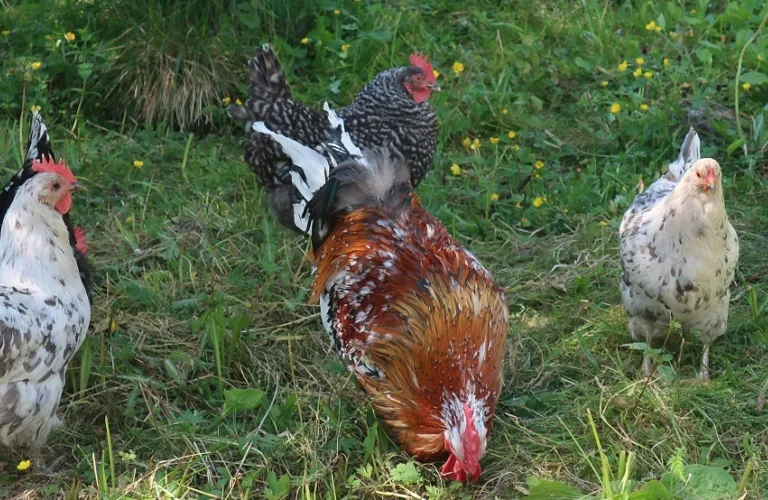 Opportunities for more sustainable poultry production – more locally produced feed and more animal friendly outdoor areas