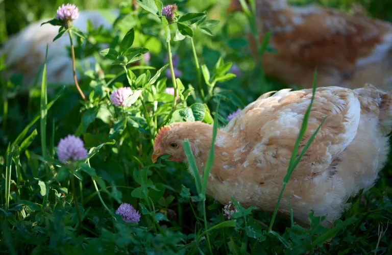 Forsøk med saktevoksende kyllinger på ulike uteområder