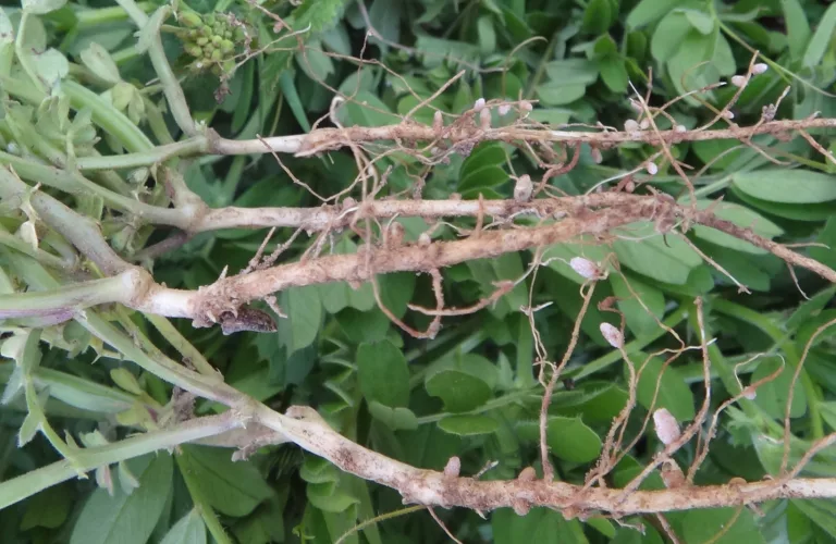 Jordfruktbarhet i økologiske dyrkingssystem "FertilCrop"