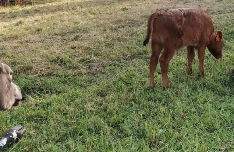 Dairy cow and calf together at pasture