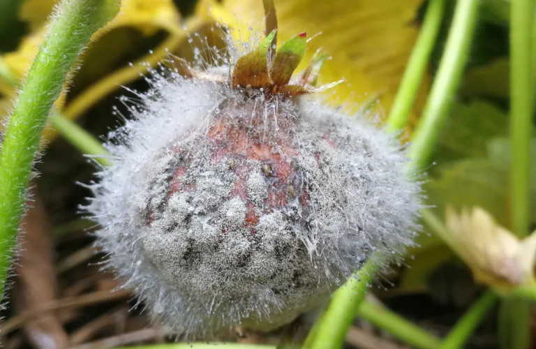 Kan soppsykdommer i jordbær og andre vekster kontrolleres ved sprøyting med ozonholdig vann?
